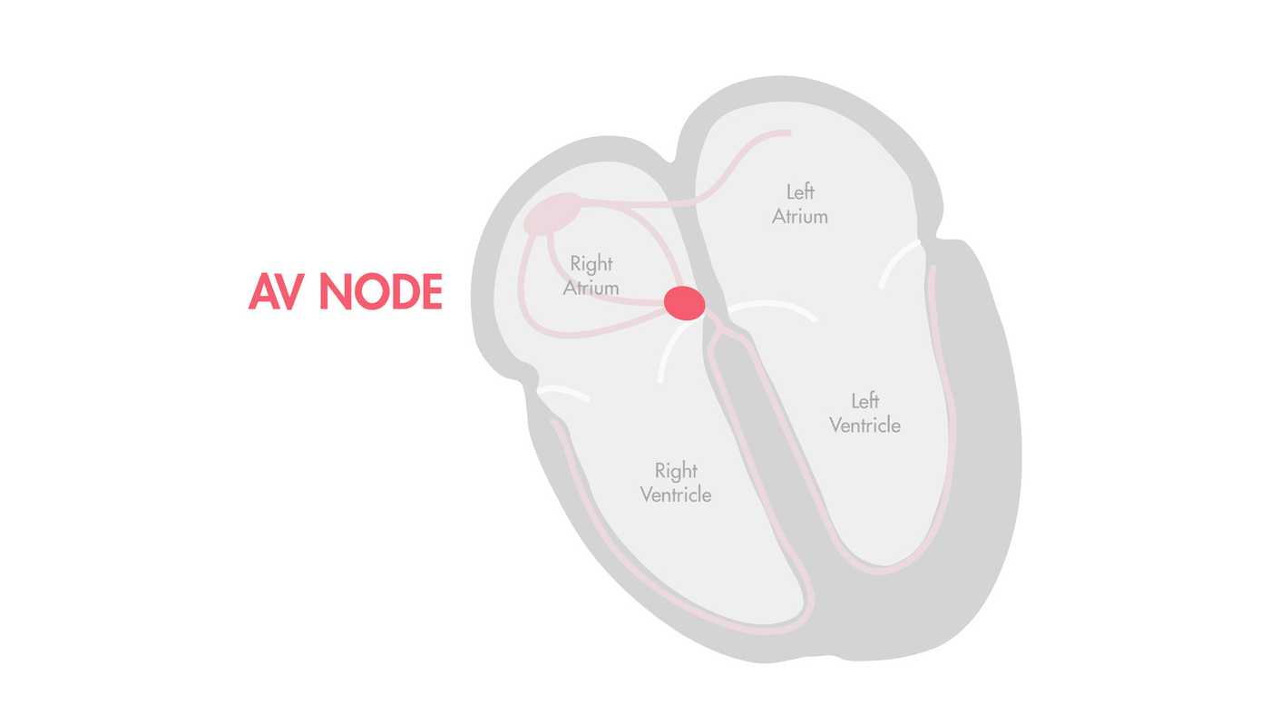 The Cardiac Cycle (PQRST) Nucleotype