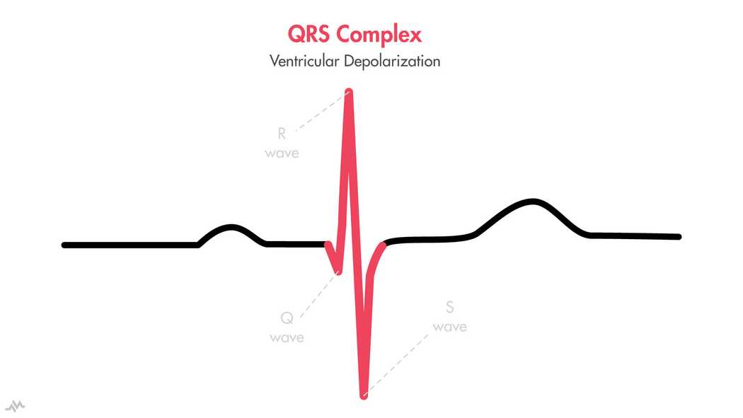 the-cardiac-cycle-p-qrs-t-nucleotype